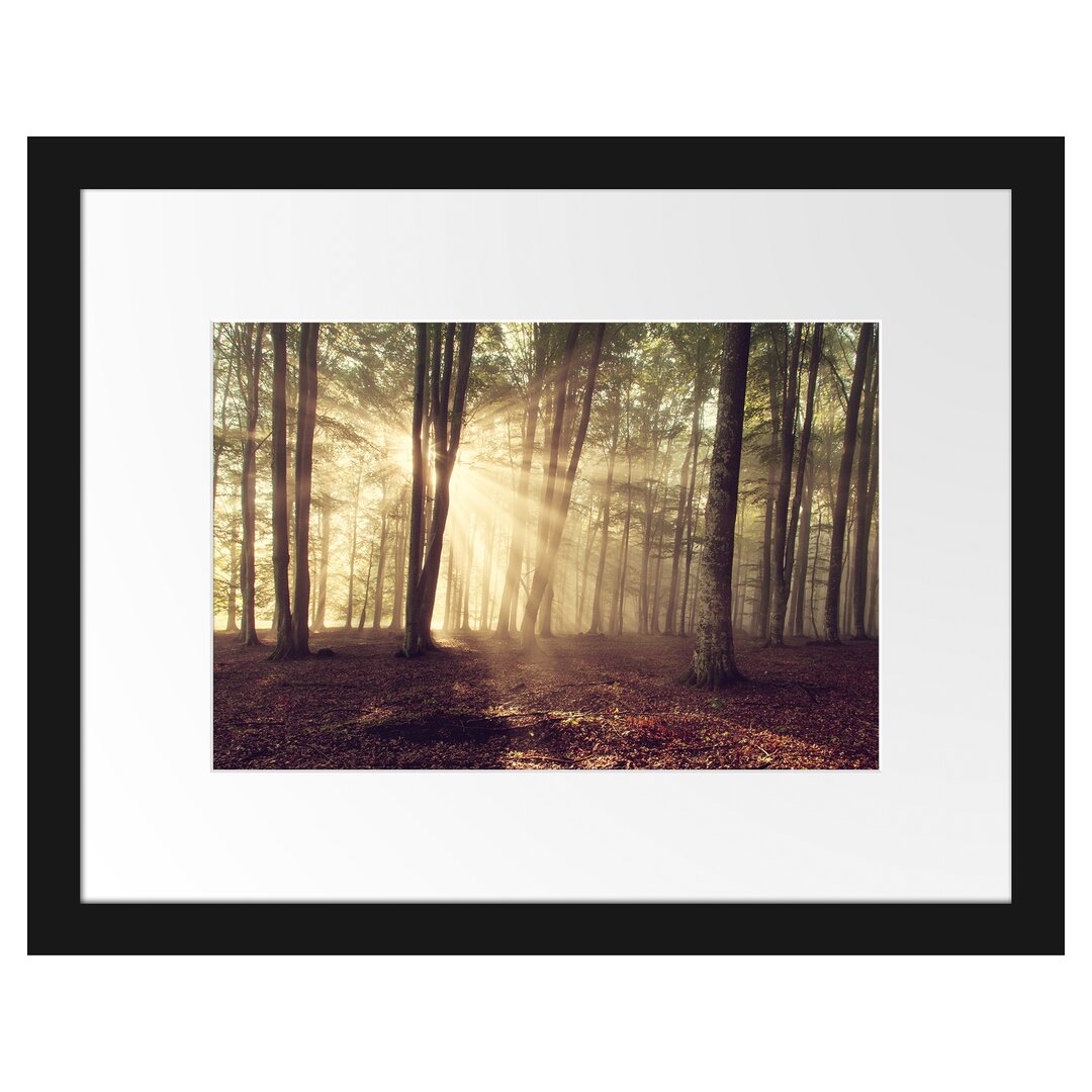 Gerahmtes Poster Waldlichtung im Sonnenschein