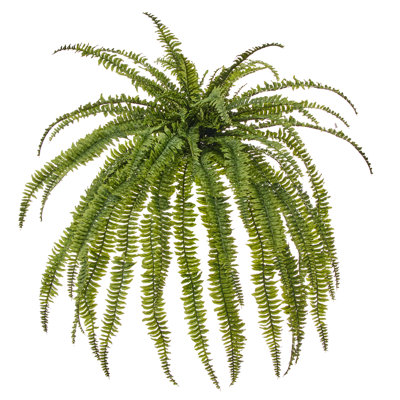 45"Wx57"L UV Jumbo Boston Fern