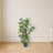 Bamboo Silk Plant Tree