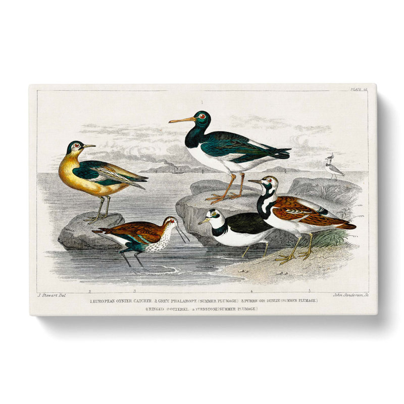 Assortment of Birds by Oliver Goldsmith - Wrapped Canvas Painting Pint - Wrapped Canvas, 40cm H x 60cm W x 3cm D