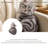 Shorthair Cat Looking Back Sit Shaped Throw Pillow Photorealistic Decorative Cushion for Bedroom Sofa Cat Lover Housewarming Gift Year-Round Home Decor 2D Flat Printing Shaped Stuffed Throw Pillow 50cm-139533300