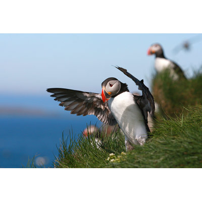 " Puffin Cunductor " by Peturjonsson