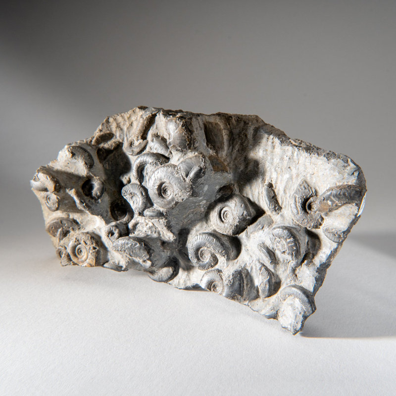 Véritable grappe d'ammonite fossilisée naturelle (2 lb)