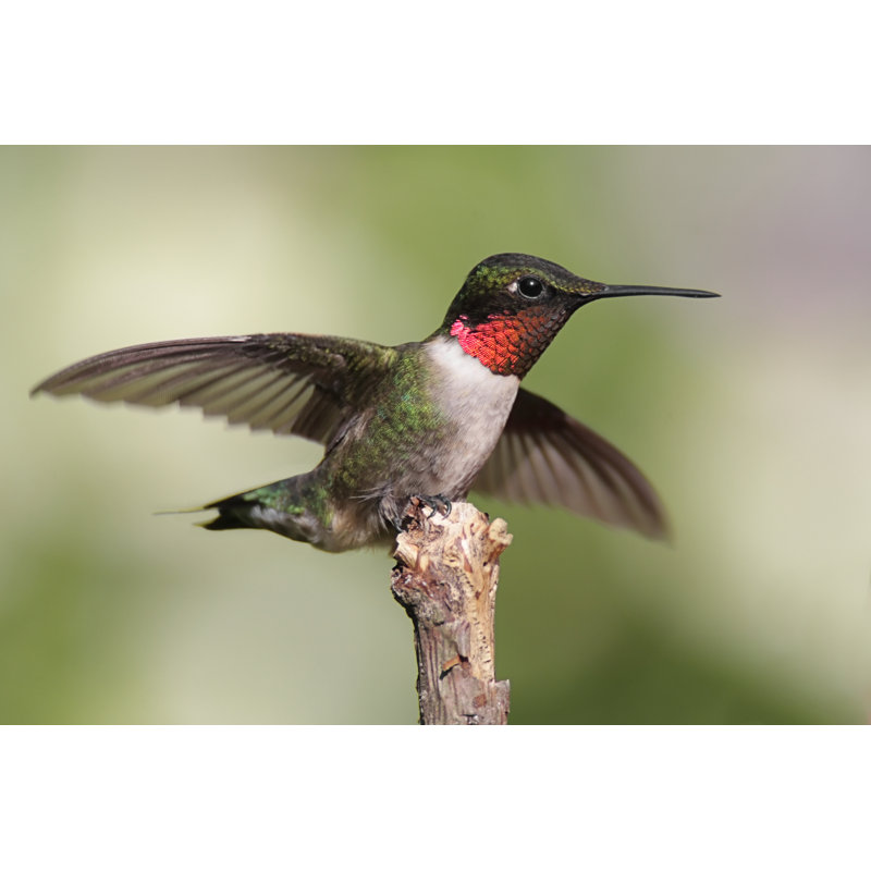 Rubis par Stevebyland - Photographie sur toile tendue, L 12 po x H 8 po