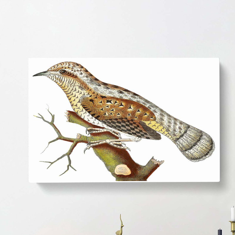 Wryneck Woodpecker by George Shaw - Wrapped Canvas Print, 40cm H x 60cm W x 3cm D