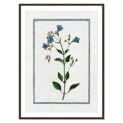 Colombe "Shabby Elegance Botanical II" Print