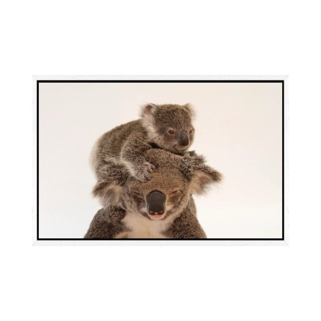 A Mother Koala Named Augustine And Her Baby At The Australia Zoo Wildlife Hospital In Queensland von Joel Sartore - Gall...