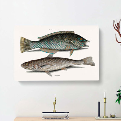 Puddingwife And Whiting Fish by Mark Catesby - Wrapped Canvas