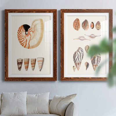 " Shell Collection I " 2 Piece Art Color Photography Print