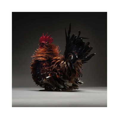 Japanese Bantam - Wrapped Canvas Print