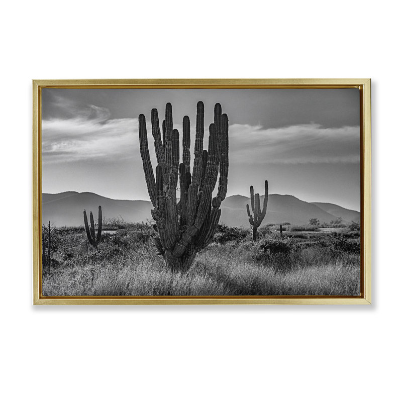 Cactus coucher de soleil dans un cadre flottant monochrome, design par Norm Stelfox, H 17 po x l 25 po