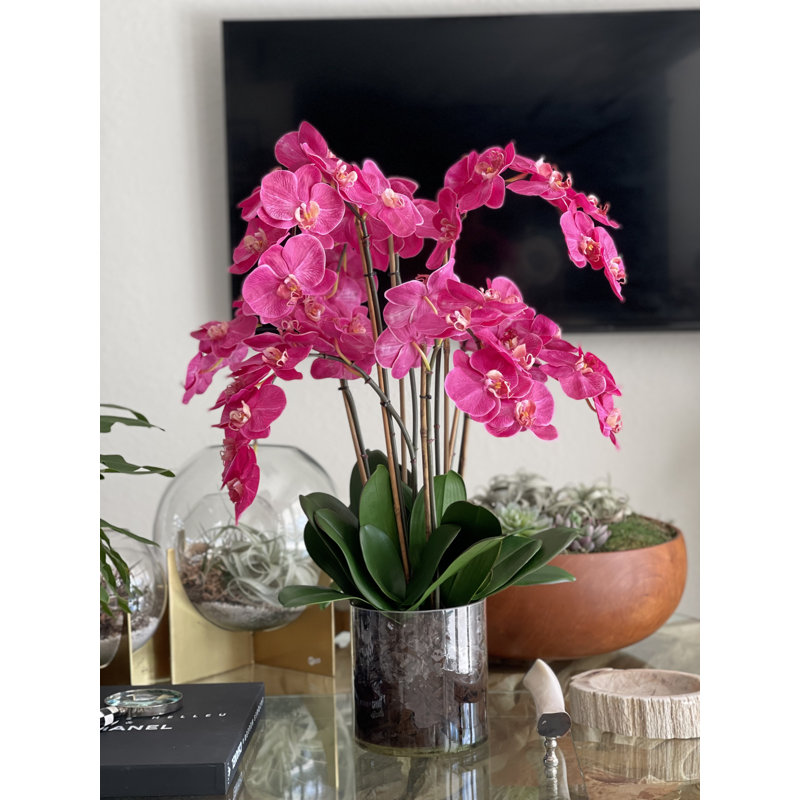 Blooming Orchid in Vase, Pink