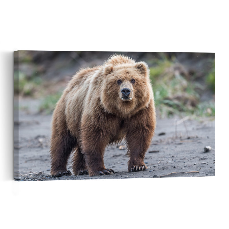 Majestic Grizzly Bear Contemporary Wall Art Print by Jeffrey C. Sink - 1 Piece Wrapped Canvas Wall Art, 30.48cm H x 45.72cm W