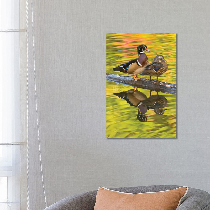 Wood Duck Pair, North Chagrin Reservation, Ohio by Steve Gettle - Wrapped Canvas Print, 66.04 cm H x 45.72 cm W x 1.91 cm D