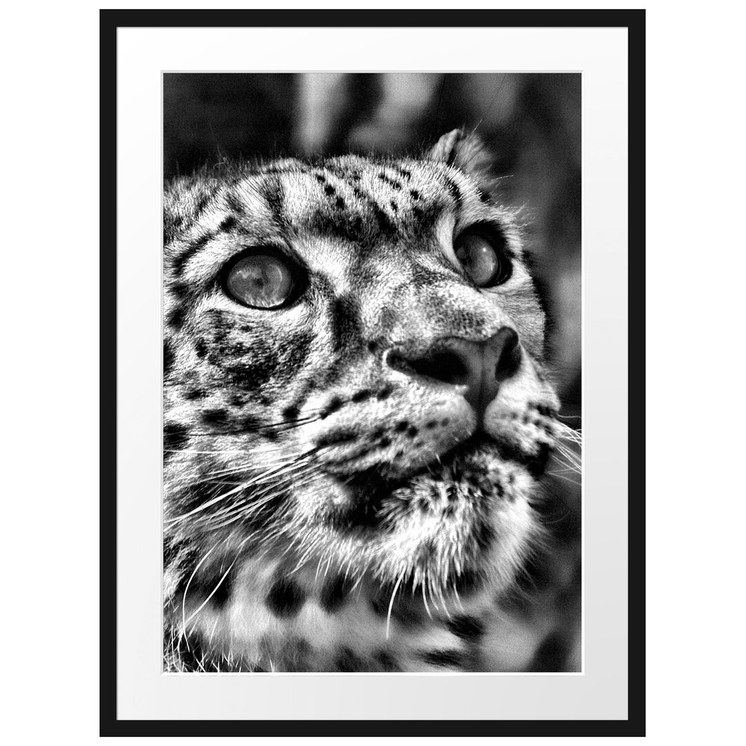 Gerahmter Fotodruck Leopard