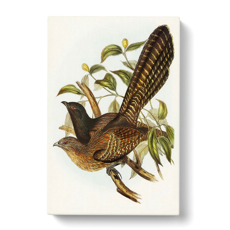 Pheasant Cuckoos by Elizabeth Gould - Wrapped Canvas, 50cm H x 35cm W x 3cm D