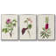 Jolies roses botaniques, ensemble de 3 pièces encadrées sur toile V-97706211-97706214