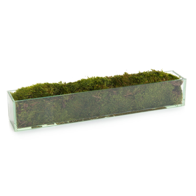 Faux Moss Plant in Glass Jar