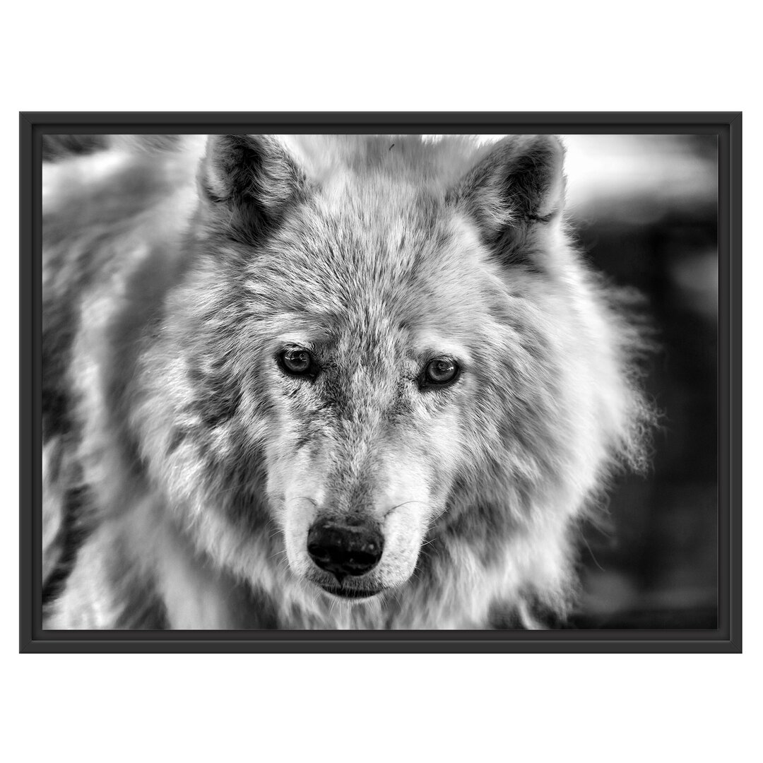 Gerahmter Kunstdruck Beautiful Polar Wolf