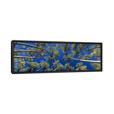 « panoramique white aspen trees », reproduction de photo sur toile tendue
