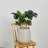 Fion Handmade Pot Planter-860035905-860035911