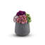 Neriah Mini Sedum Arrangement