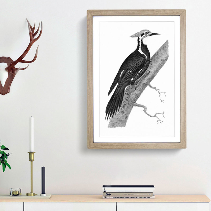 Pileated Woodpecker in Black & White by George Shaw - Picture Frame Drawing Print, Oak Framed, 48cm H x 36cm W x 2cm D