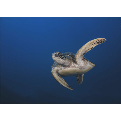 Art mural tortue verte tendue sur châssis (prête à être accrochée)