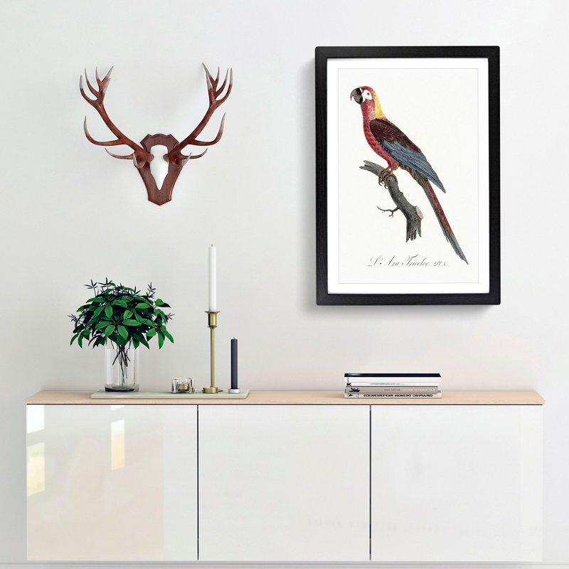 Cuban Macaw Parrot by F. Levaillant - Framed Print, 48cm H x 36cm W x 2cm D, Black Framed