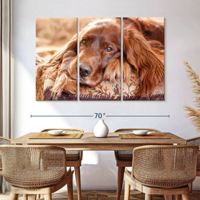 Setter irlandais Brampt