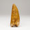 Carcharodontosaurus Tooth From Tegana Formation, North Africa