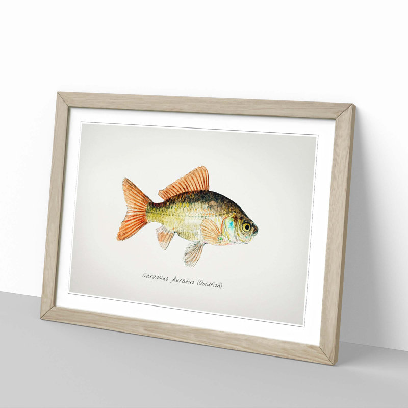 Illustration of a Goldfish by F.E. Clarke - Picture Frame Painting Print, 36cm H x 48cm W x 2cm D, Oak Framed