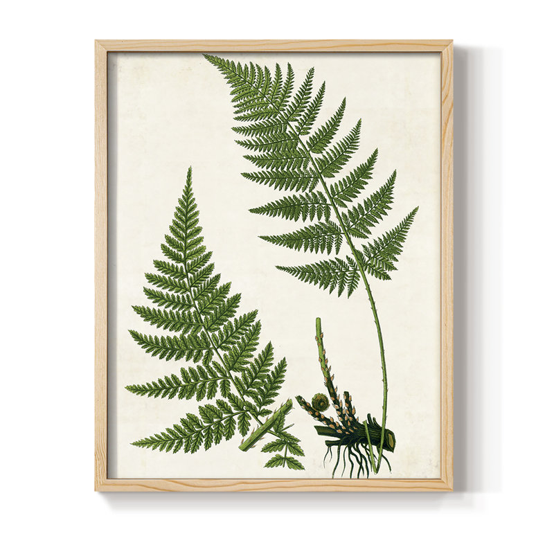 Impression encadrée Fern II - bois massif, H 15 po x l 12 po, Naturel