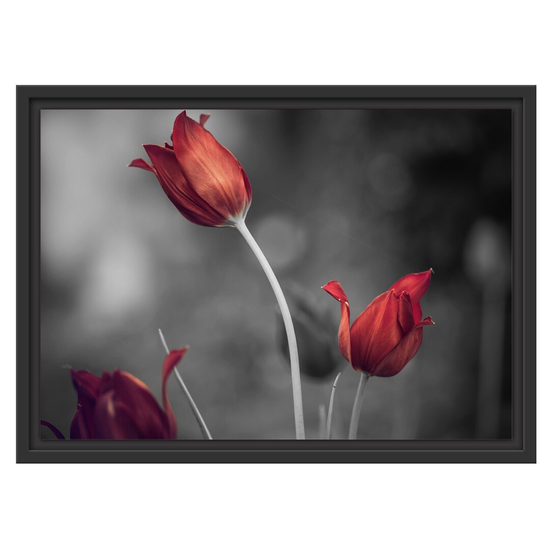 Tulpen im Abendlicht Gerahmter Fotokunstdruck