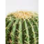 30cm Faux Cactus Plant in Pot