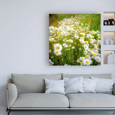 «Daisies In Field» par Dan Ballard - reproduction de photo sur toile