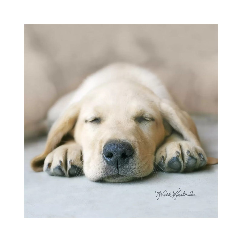 Dreaming Of Kibble by Keith Kimberlin - Wrapped Canvas Print, 66.04 cm H x 66.04 cm W x 3.175 cm D