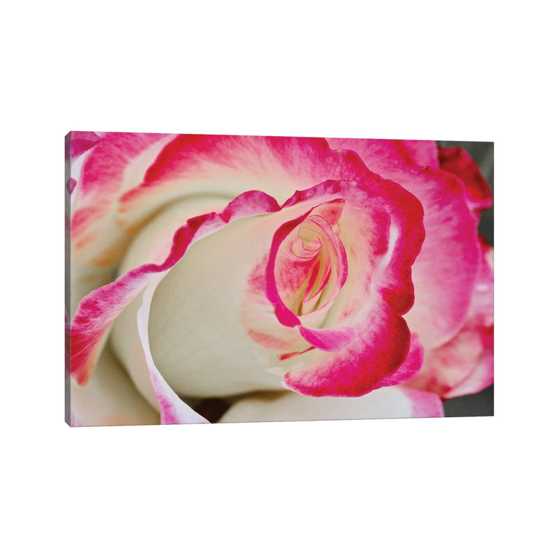 Tourbillon de rose en gros plan, H 8 po x l 12 po x P 0,75 po