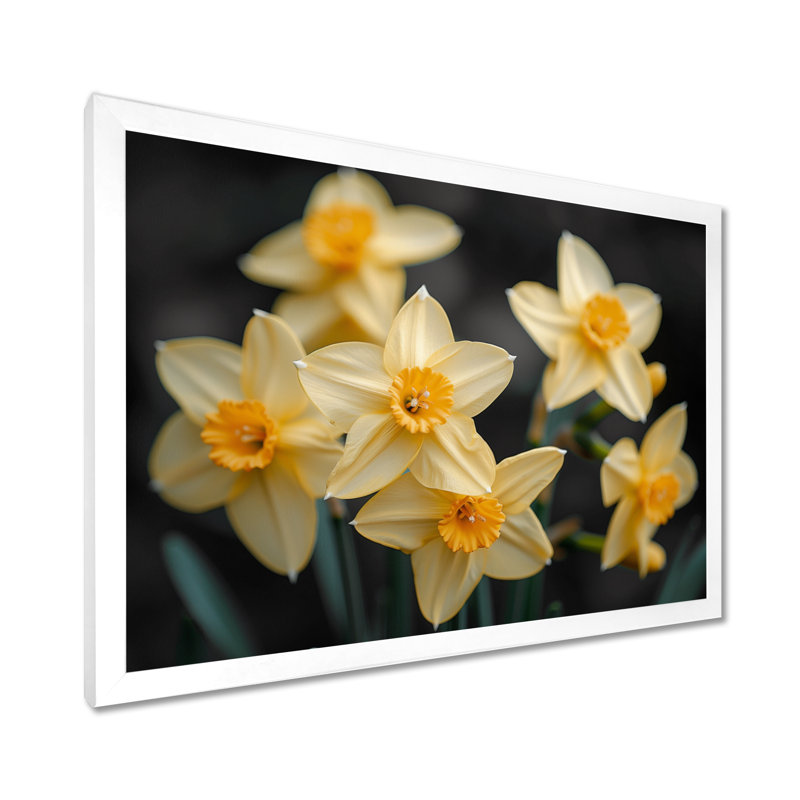 Jaune et noir, trompette d'espoir, jonquilles - jonquilles, H 30 po x l 40 po, Cadre simple blanc
