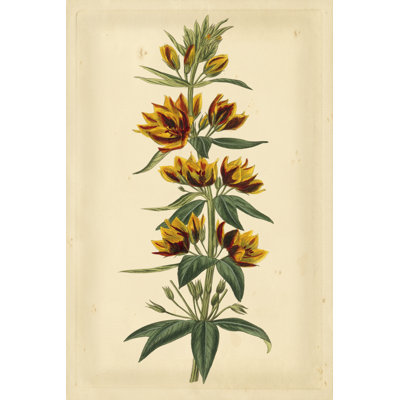 Floral Varieties IV 1 Piece Wrapped Canvas Painting
