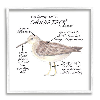 «Sandpiper Beach Bird»
