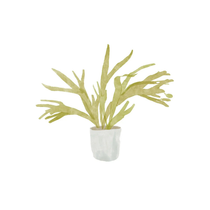 Potted Fern II 1 Piece Wrapped Canvas Wall Art, 93.98 cm H x 93.98 cm W x 1.91 cm D