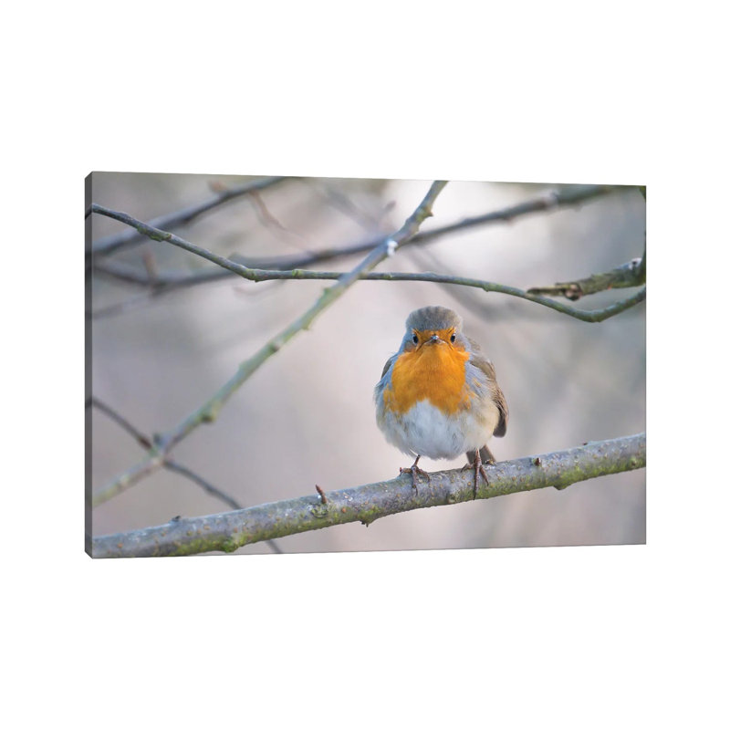 Robin by Mateusz Piesiak - Wrapped Canvas Print, 20.32 cm H x 30.48 cm W