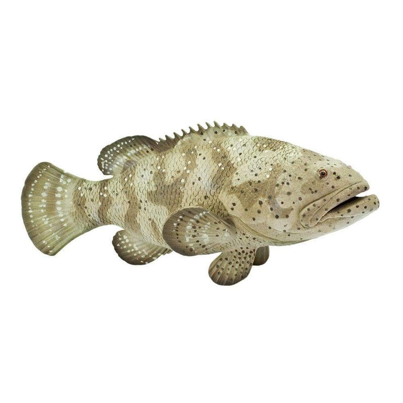 Mérou Goliath