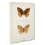 Great Spangled Fritillary Butterfly by S.F. Denton - Wrapped Canvas Painting-55359757