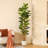 Adcock  Artificial Fiddle Leaf Fig Tree with Realistic Leaves and Natural Trunk, Potted Tree-212896211
