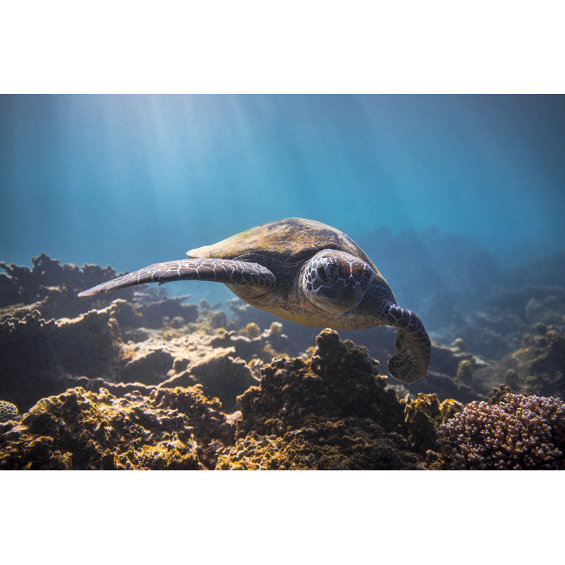 Turtle In Sunbeams Of Light by Philip Thurston - No Frame Print on Canvas, 30cm H x 46cm W