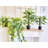 Studer Faux Philodendron Plant-1366978343