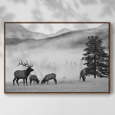 " Mountain Elk "