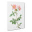 Rose Of Lady Monson by Pierre-Joseph Redoute - Wrapped Canvas-55324352